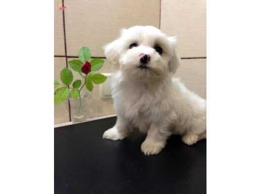 Mükemmel anatomide Maltese terrier yavrularım 