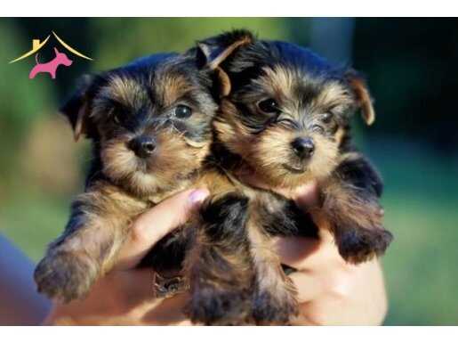 Teacup Yorkshire terrier yavrularım 