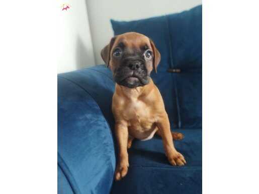 Irk ve sağlık garantili Boxer yavrularım 