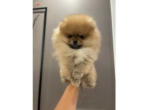 teddy Bear garantili (ayı surat) Pomeranian boo yavrularımız