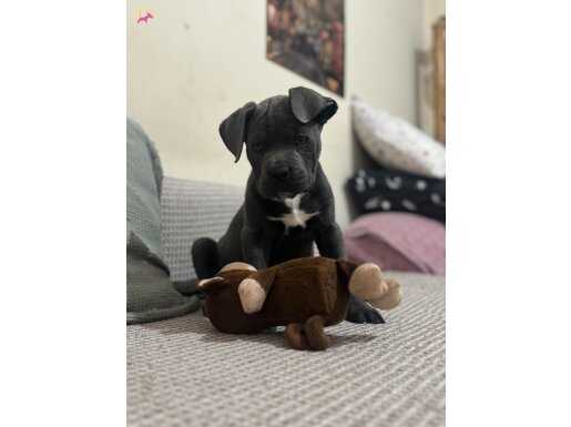 IRKININ EN İYİSİ “FRANK” CANE CORSO YENİ YUVASINI BEKLİYOR