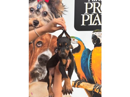 IRK VE SAĞLIK GARANTİLİ KİNG DOBERMAN YABRULARIM
