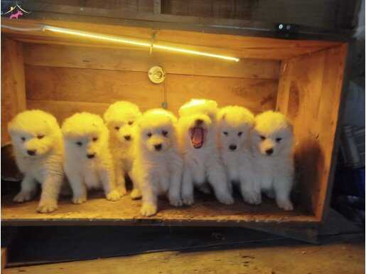 Karbeyazı safkan samoyed yavrularım