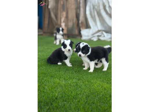 zeka küpü border collie yavrularım (yeteneksizsiniz MAX)
