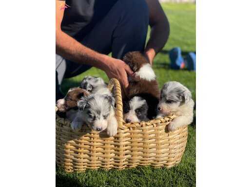 Kızıl/ merle border collie yavrularım