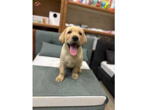 IRK VE SAĞLIK GARANTİLİ LABRADOR RETRİEVER BEBEKLERİM