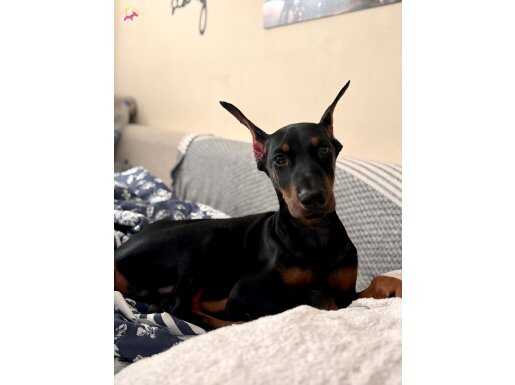 IRKININ EN İYİSİ KİNG DOBERMAN ALBAY 