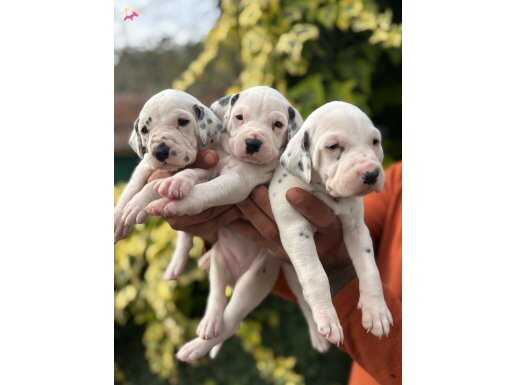 IRK VE SAĞLIK GARANTİLİ DALMAÇYALI YAVRULARIM