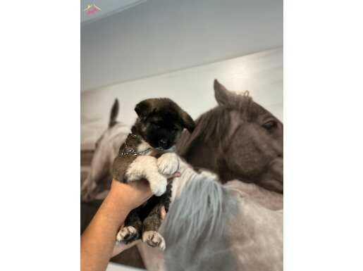 ırk ve sağlık garantili Amerikan Akita yavrularımız