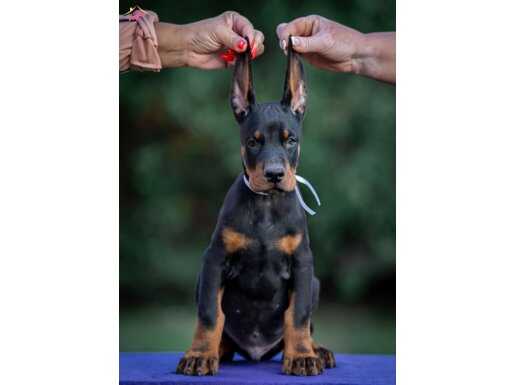 IRK GARANTİLİ KİNG DOBERMAN YAVRULARIMIZ