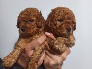 Sağlık garantili toy poodle yavrular 