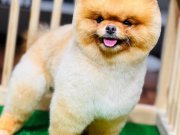 %100 ırk garantili ayı surat Pomeranian boo yavrularım 