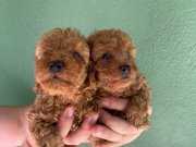Cep boy red brown harika toy poodle yavrularım