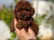 Kore tarçın renk toy poodle bebeklerim