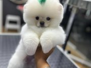 İstanbul şubemizdeAyı surat garantili teddy bear yavrularım 