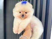 Yüzde yüz ayı surat üst kalite Pomeranian boo(İstanbul şube)