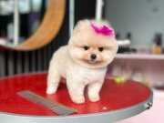 İstanbul şubesinde ayı surat garantili Pomeranian yavrular