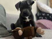 IRKININ EN İYİSİ “FRANK” CANE CORSO YENİ YUVASINI BEKLİYOR
