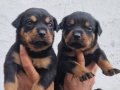 Sağlık garantili Rottweiler yavrularımız