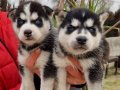 Sağlık garantili masmavi gözlü Sibirya/Husky yavrularımız 