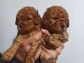 Sağlık garantili toy poodle yavrular 