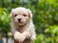 Kartopu gibi ırk ve sağlık garantili maltese terrier yavrula
