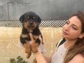 Irk ve sağlık garantili güzel rottweiler yavrularım