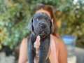 BLUE/SİYAH IRK VE SAĞLIK GARANTİLİ CANE CORSO YAVRULARIM