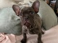 A kalite ırk garantili french bulldog yavrum 