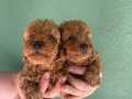 Cep boy red brown harika toy poodle yavrularım