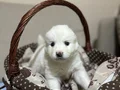 Karbeyazı mükemmel samoyed bebeklerim