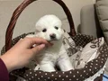 Karbeyazı mükemmel samoyed bebeklerim