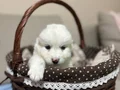 Karbeyazı mükemmel samoyed bebeklerim