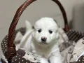 Karbeyazı mükemmel samoyed bebeklerim