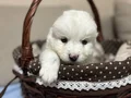 Karbeyazı mükemmel samoyed bebeklerim