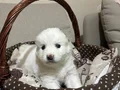 Karbeyazı mükemmel samoyed bebeklerim