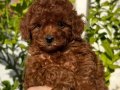 Sağlık ve ırk garantili toy poodle yavrularım 