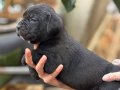 Muhteşem anatomiye sahip cane corso yavrularım 