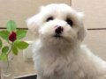 Mükemmel anatomide Maltese terrier yavrularım 