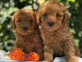 Muhteşem ırk toy poodle yavrularım