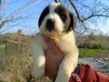Koca Kafalı Dev St Bernard Bebeklerim 