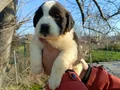 Koca Kafalı Dev St Bernard Bebeklerim 