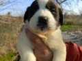 Koca Kafalı Dev St Bernard Bebeklerim 