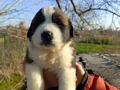 Koca Kafalı Dev St Bernard Bebeklerim 