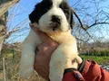 Koca Kafalı Dev St Bernard Bebeklerim 