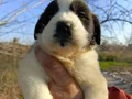 Koca Kafalı Dev St Bernard Bebeklerim 