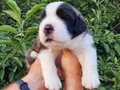 Koca Kafalı Dev St Bernard Bebeklerim 