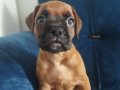 Irk ve sağlık garantili Boxer yavrularım 