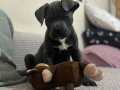 IRKININ EN İYİSİ “FRANK” CANE CORSO YENİ YUVASINI BEKLİYOR