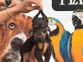 IRK VE SAĞLIK GARANTİLİ KİNG DOBERMAN YABRULARIM